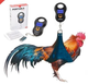 Calzoneta para pesar gallos piqueros