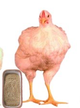 CORIPOLLO CRECIMIENTO PELLET Granel
