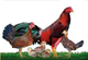 Gallos y gallinas piqueros - vivos