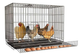 JAULA PARA GALLINA PONEDORA - TRAMPA 45X45X45CM