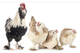 Faverolles Gallo y gallina - Grandes