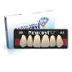 Dientes Newcryl, New Stetic, tableta