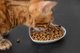 COMIDA PARA GATO