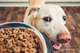 COMIDA PARA PERRO