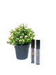 BEAUTIFULLY YOU CAJA NO. 7  2PACK LIPS PLUMBER GLOSS COLOR 2 TONOS PALO ROSA