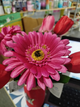 923ch flor tela gerbera chica