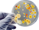 Cultivo bacteriano