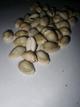 BUZIOS BLANCOS CERRADOS