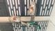 Intermitentes Pulsar 150TD varroc