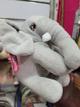 Elefante económico