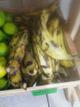 Platanos
