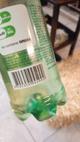 Saviloe grande