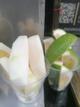 Limon