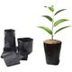 Bls BD Neg. 20x25 plantines