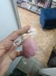 BEAUTY BLENDER.
