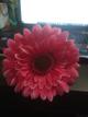 923g  flor gerbera grande
