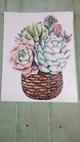 827 canasta cactus