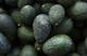 Aguacate mexicano