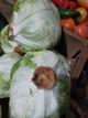 Lechuga