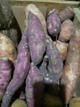 Camote