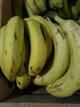 Banano