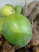 Mangos