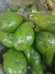Aguacate grande
