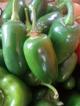 Chile jalapeño
