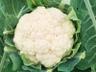 Miniatura 1 de Coliflor 