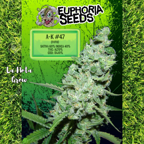 AK47 (Foto)x6 Euphoria Seeds