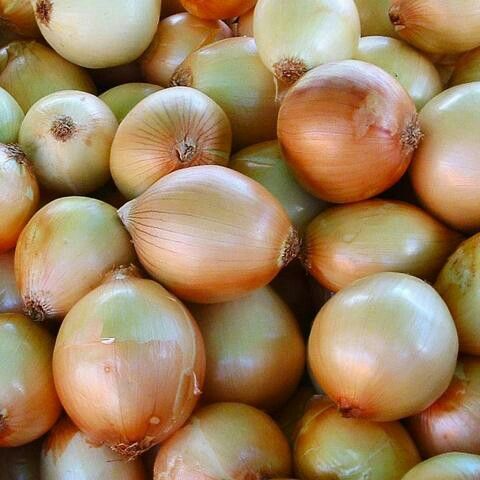01 CEBOLLA CABEZONA