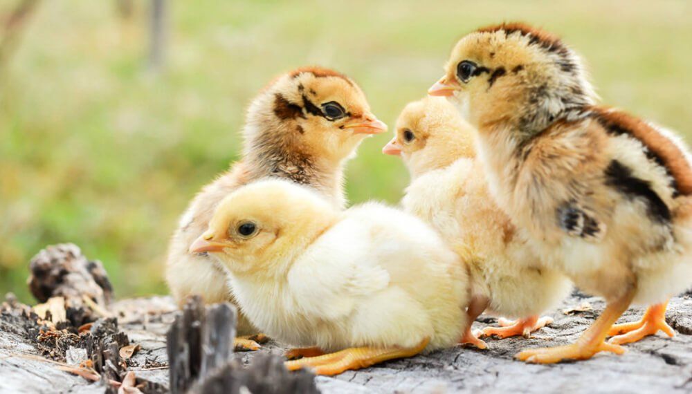 ANTI-STRESS PARA POLLO, PATOS ETC 20GR