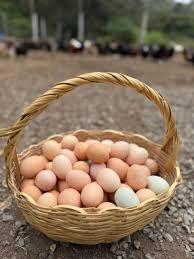 Huevos cubeta AA (30 UND)