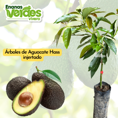 Aguacate Hass