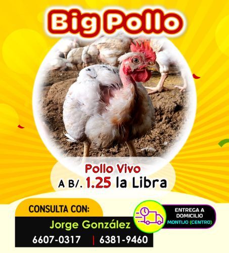BIG POLLO - Vivo