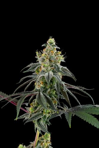 Astronaut cookies (Foto)x4 SweedLab