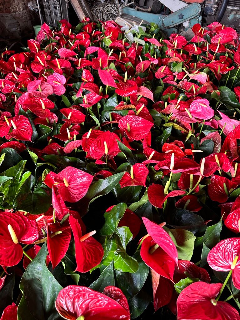 anthurium m15