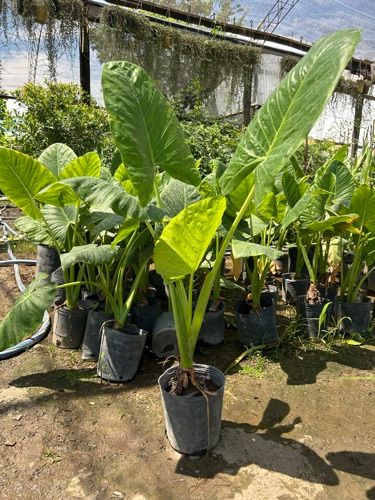 alocasia 3l
