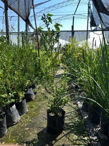 buxus 3l