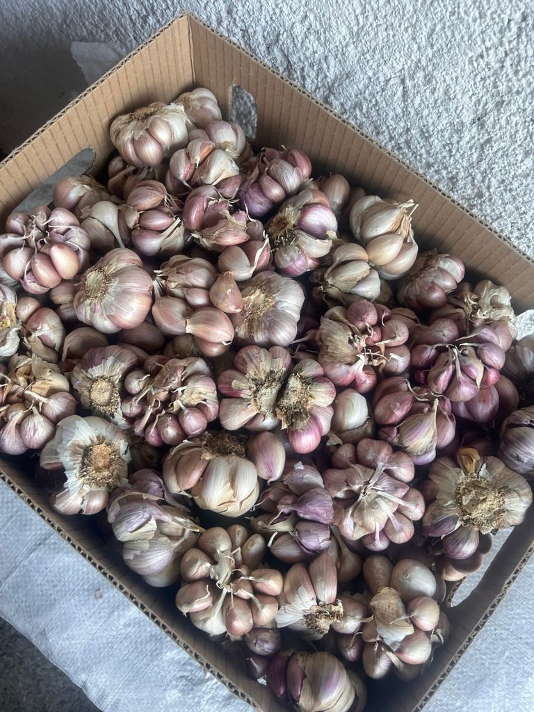 Ajos piñas