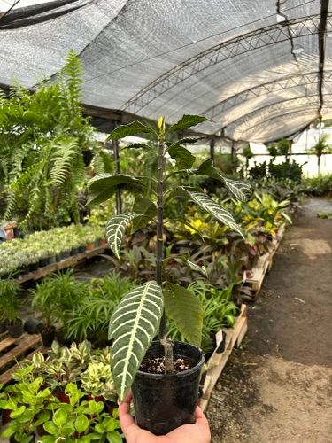 aphelandra
