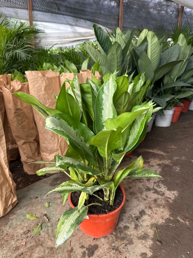 Aglonema pataya m24 tres plantas