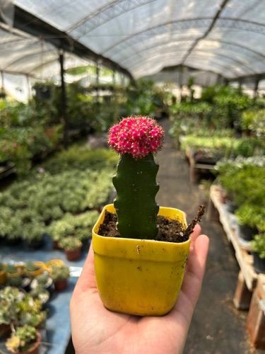cactus injertados