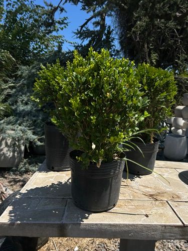 buxus bocha 4l
