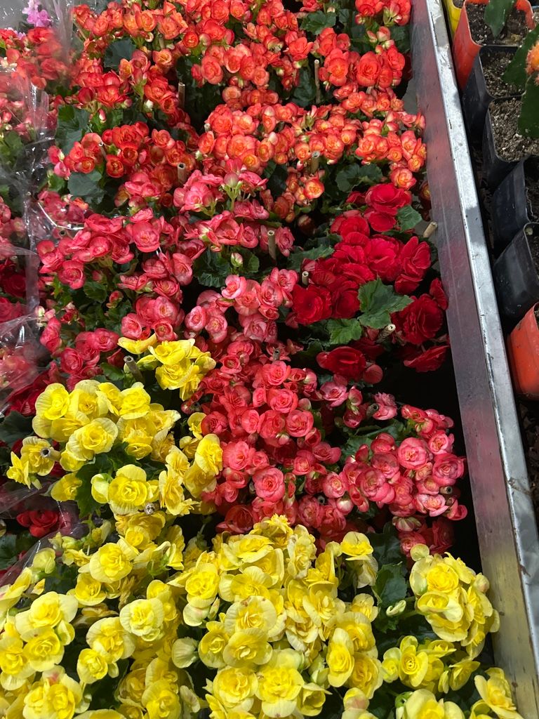 Begonia elaitor m13