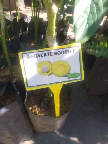 Aguacate Booth 7