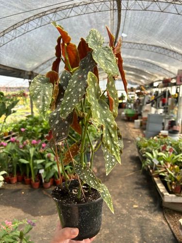 begonia maculata