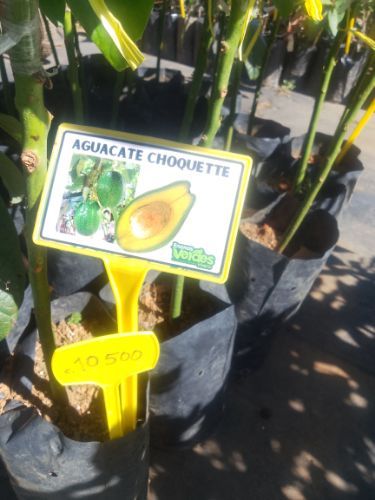Aguacate Choquete