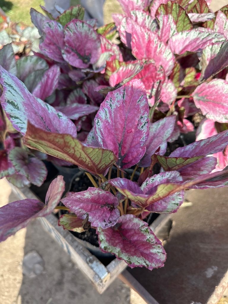 Begonia rex 2L