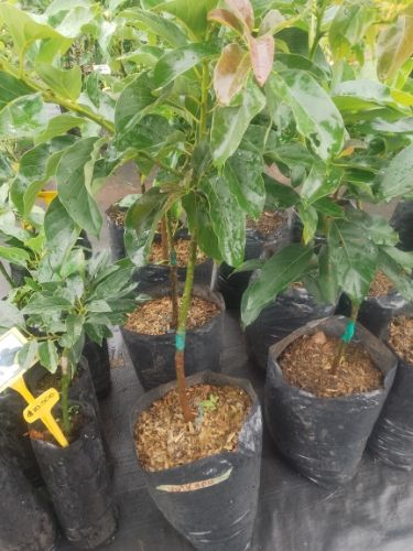 Aguacate Vulcano
